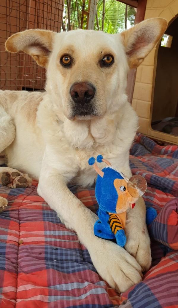 Rocky! Cagnolone bianco, taglia media Foto 2